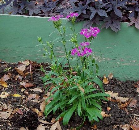 Photo of Dianthus 'Bouquet Purple' (Sweet William)