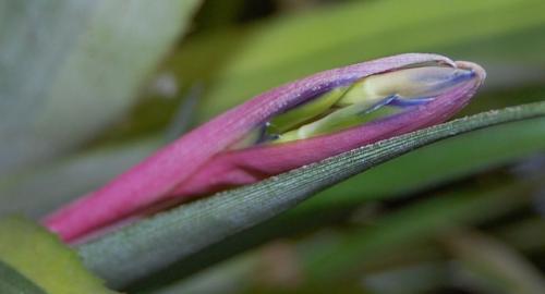 Photo of Billbergia nutans (Queen's Tears)