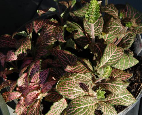 Photo of Fittonia argyroneura (Mosaic Plant, Nerve Plant)