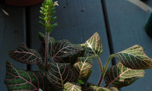 Photo of Fittonia argyroneura (Mosaic Plant, Nerve Plant)