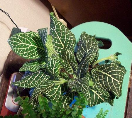 Photo of Fittonia argyroneura 'Mini Superba' (Mosaic Plant)