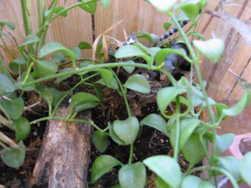 Photo of Hoya lacunosa (Cinnamon-scented Wax Plant, Porcelain Flower)