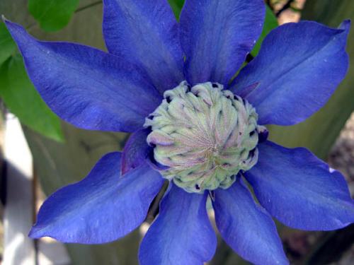 Photo of Clematis 'Multi Blue' (Clematis)