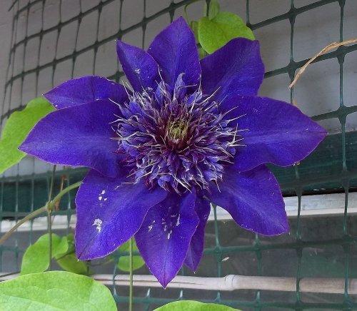 Photo of Clematis 'Multi Blue' (Clematis)