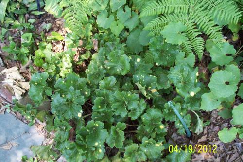 Photo of Farfugium japonicum (Leopard Plant)