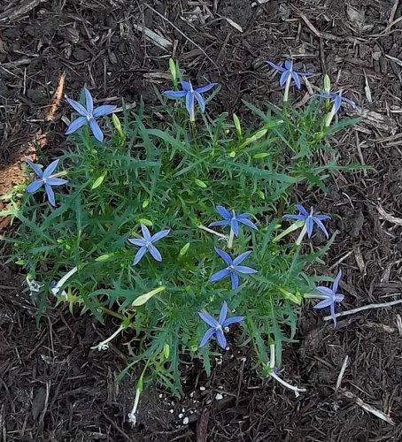 Photo of Laurentia axillaris 'Beth's Blue' (Blue Star Flower, Blue Star Creeper, Shooting Stars)