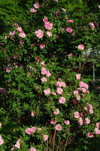 Photo of Rosa rugosa 'Therese Bugnet'