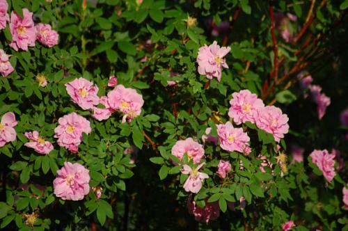Photo of Rosa rugosa 'Therese Bugnet'