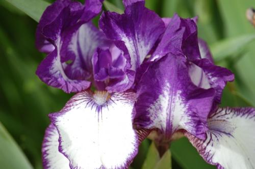 Photo of Iris 'Rare Edition'