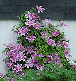 Photo of Clematis 'Dr. Ruppel'