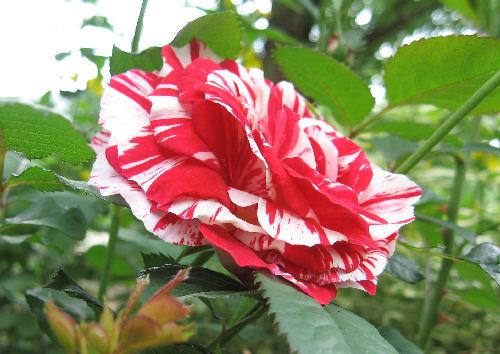 Photo of Rosa 'Scentimental' (Rose, Floribunda Rose)