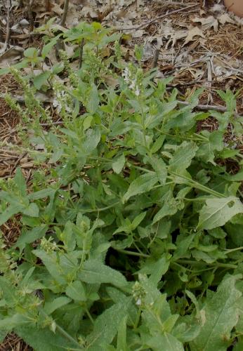 Photo of Salvia farinacea 'Augusta Duelberg' (Mealy Cup Sage)