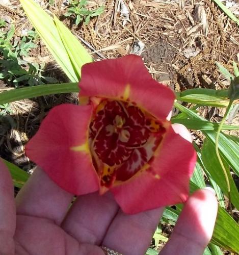 Photo of Tigridia pavonia (Tiger Flower, Mexican Shell Flower)