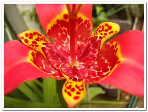 Photo of Tigridia pavonia (Tiger Flower, Mexican Shell Flower)