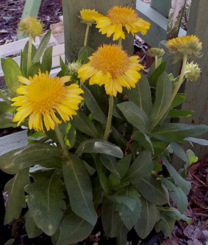 Photo of Gaillardia x grandiflora 'Mesa Yellow' (Blanket Flower)