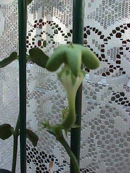 Photo of Ceropegia sandersonii (Parachute Plant, Umbrella Flower)