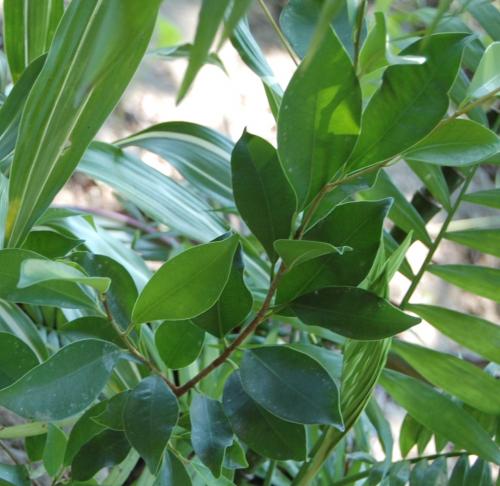Photo of Ficus microcarpa (Chinese Banyan)