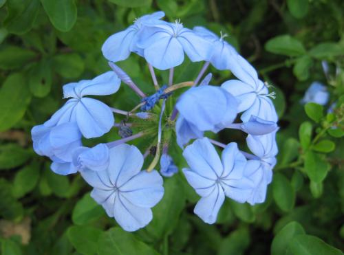 Photo of Plumbago auriculata 'Imperial Blue' (Cape Leadwort)