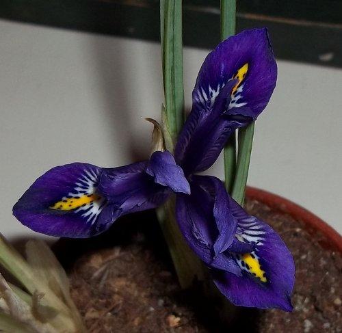 Photo of Iris reticulata 'Harmony' (Dwarf Iris, Dwarf Purple Iris)