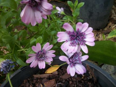Photo of Osteospermum 'FlowerPower® Double' (Cape Daisy, African Daisy)