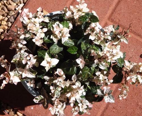 Photo of Trachelospermum asiaticum 'Snow N Summer' (Asiatic Jasmine)