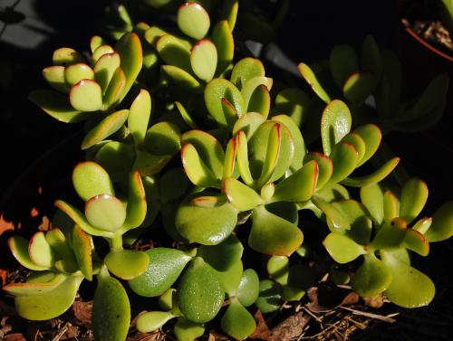 Photo of Crassula argentea (Jade Plant)