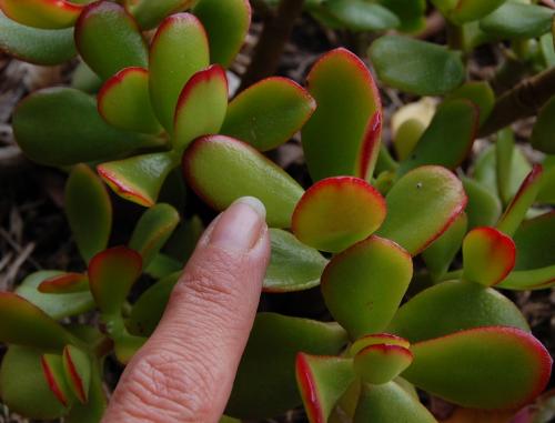 Photo of Crassula argentea (Jade Plant)