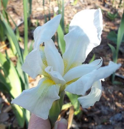 Photo of Iris albicans (White Cemetery Iris)