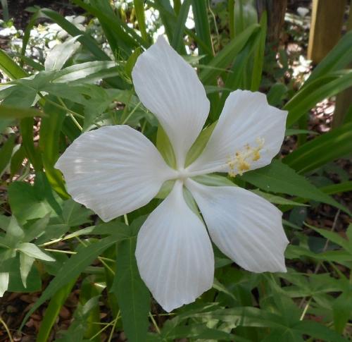 Photo of Hibiscus coccineus 'Alba' (White Texas Star Hibiscus)