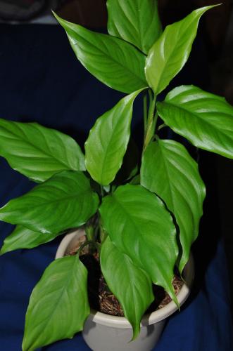 Photo of Aglaonema modestum (Chinese Evergreen)