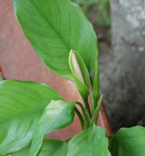 Photo of Aglaonema modestum (Chinese Evergreen)