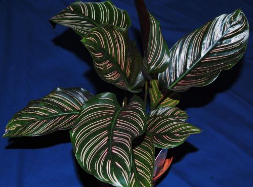 Photo of Calathea ornata (Pin Stripe Plant)