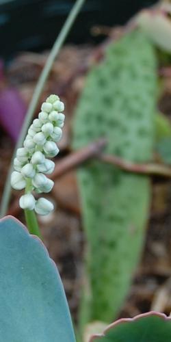 Photo of Ledebouria socialis (Silver Squill, Wood Hyacinth)