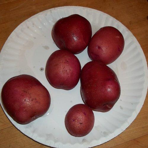 Photo of Solanum tuberosum 'Red Norland' (Red New Potato)