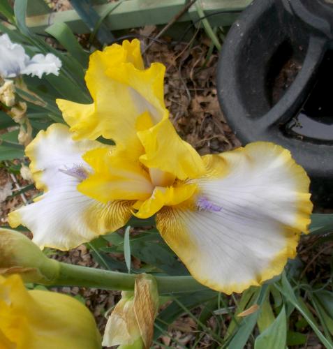 Photo of Iris 'Elmer's Buttermint'
