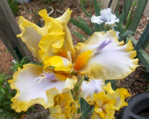 Photo of Iris 'Elmer's Buttermint'