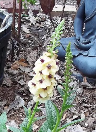 Photo of Verbascum 'Southern Charm' (Mullein)
