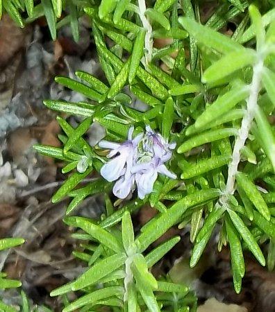 Photo of Rosmarinus officinalis 'Tuscan Blue' (Rosemary)