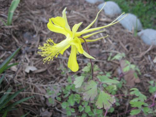 Photo of Aquilegia chrysantha var. hinckleyana (Texas Gold Columbine, Hinckley Columbine)