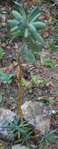 Photo of Senecio crassissimus (Vertical Leaf Senecio)
