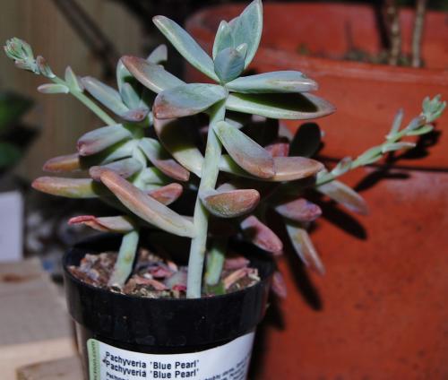 Photo of Pachyveria 'Blue Pearl'