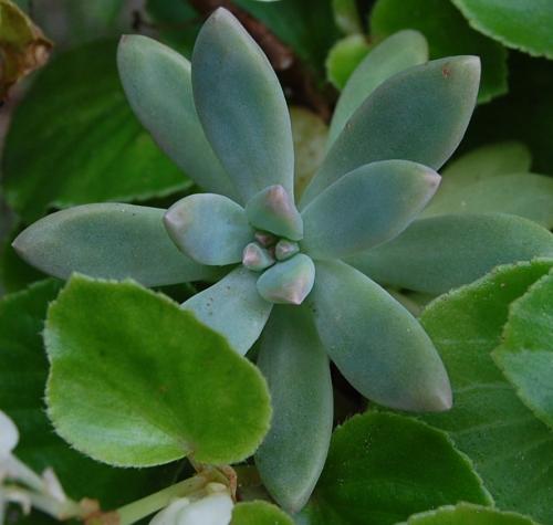 Photo of Pachyveria 'Blue Pearl'