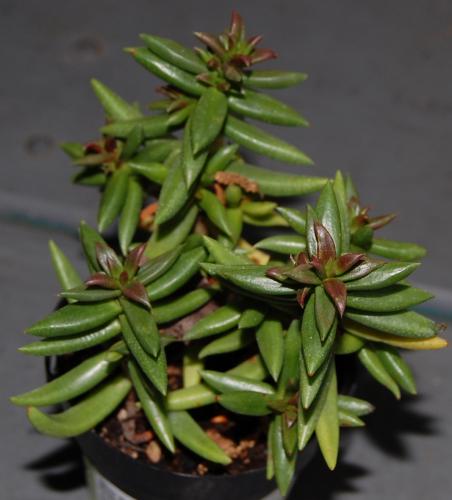 Photo of Crassula tetragona (Miniature Pine Tree)