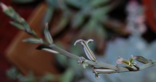 Photo of Haworthia retusa (Star Cactus)