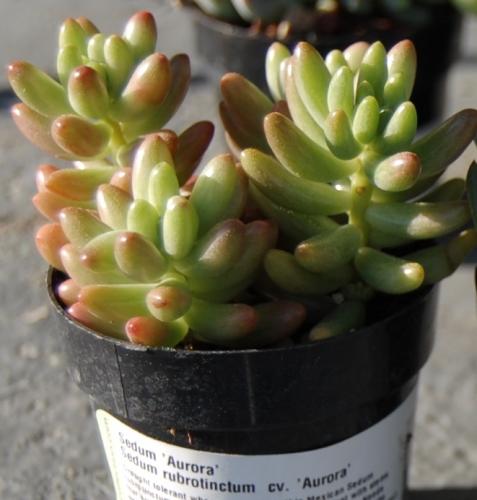 Photo of Sedum rubrotinctum 'Aurora' (Pink Stonecrop)