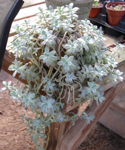 Photo of Graptopetalum paraguayense 'Ghosty' (Ghost Plant)