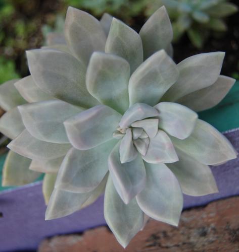 Photo of Graptopetalum paraguayense 'Ghosty' (Ghost Plant)
