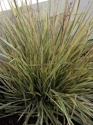 Photo of Deschampsia caespitosa 'Northern Lights' (Tussock Grass, Tufted Hair Grass)
