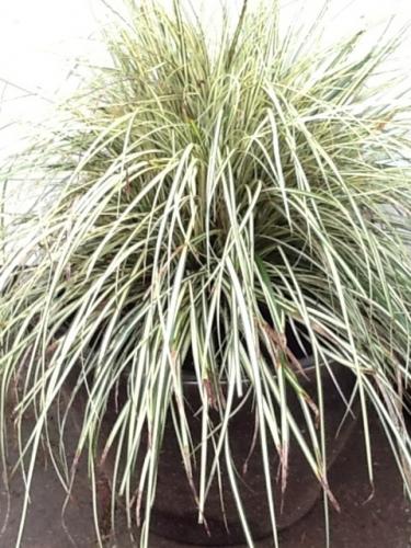 Photo of Carex oshimensis (Oshima Sedge)