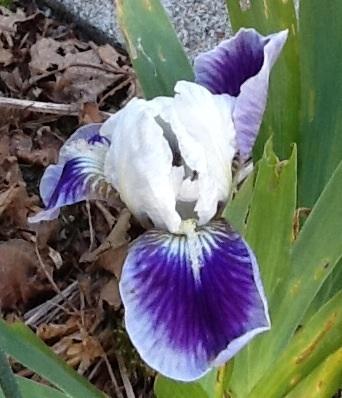 Photo of Iris 'Boo' (Dwarf Bearded Iris)
